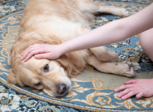 Saiba tudo sobre convulsões em pets: o que é, causas, como agir durante e após uma crise, e quando o animal deve ser tratado.