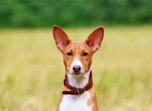 Descubra tudo sobre o Basenji, o cachorro que não late. Conheça suas características, personalidade e os sons peculiares que ele emite.