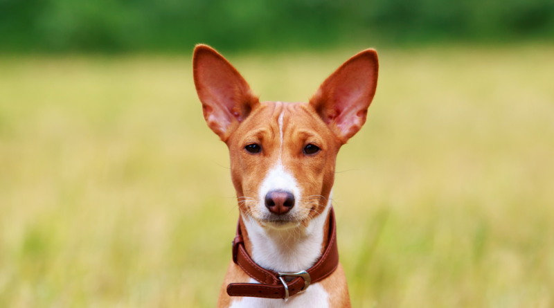 Descubra tudo sobre o Basenji, o cachorro que não late. Conheça suas características, personalidade e os sons peculiares que ele emite.